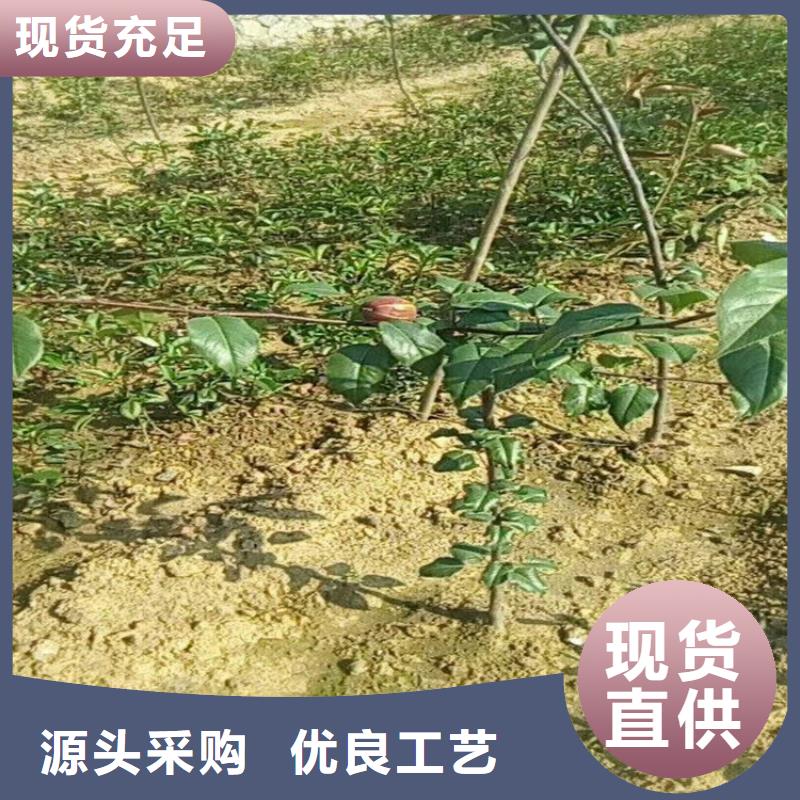 梨树花椒苗选择大厂家省事省心