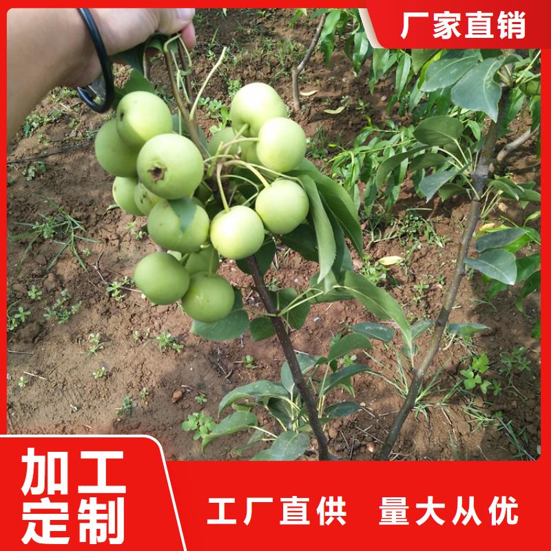 梨树_【樱桃苗】种类多质量好