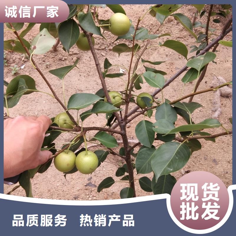 梨树_【樱桃苗】种类多质量好