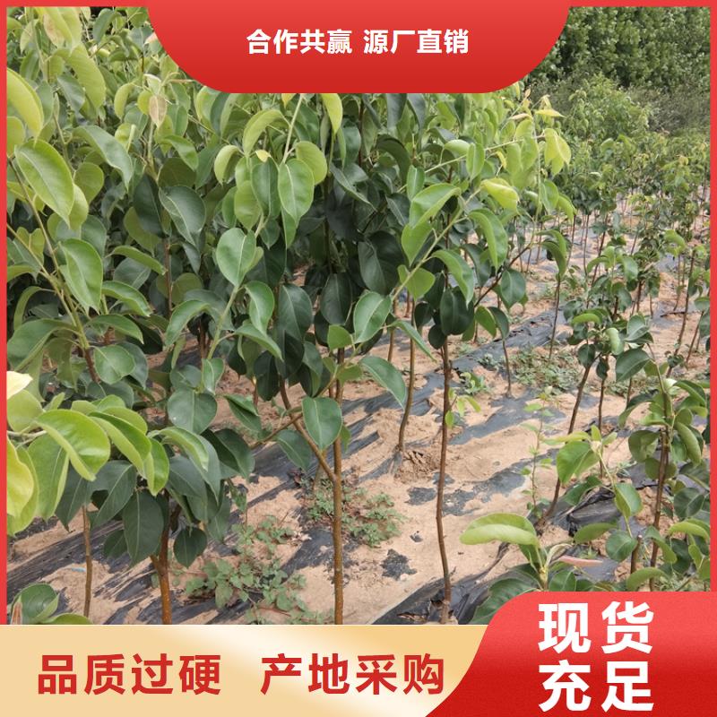 梨树-3公分石榴苗源头厂家量大价优