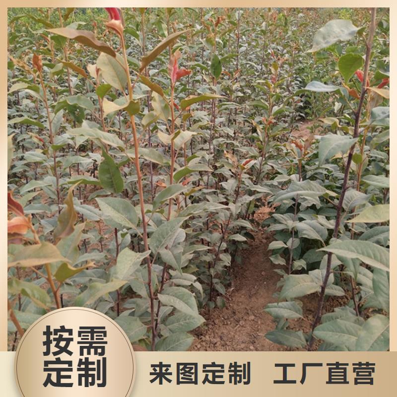 梨树樱桃苗24小时下单发货