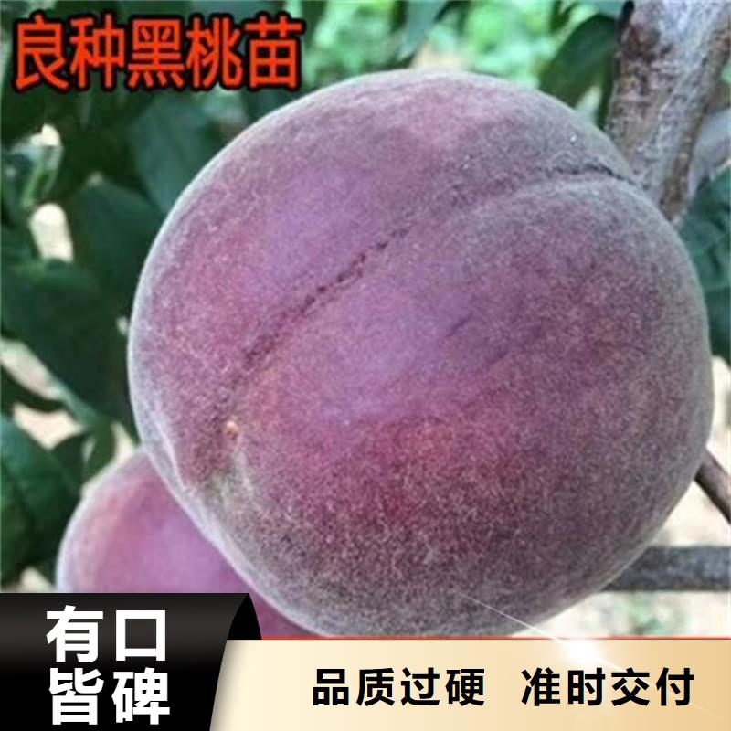 桃板栗苗好品质售后无忧