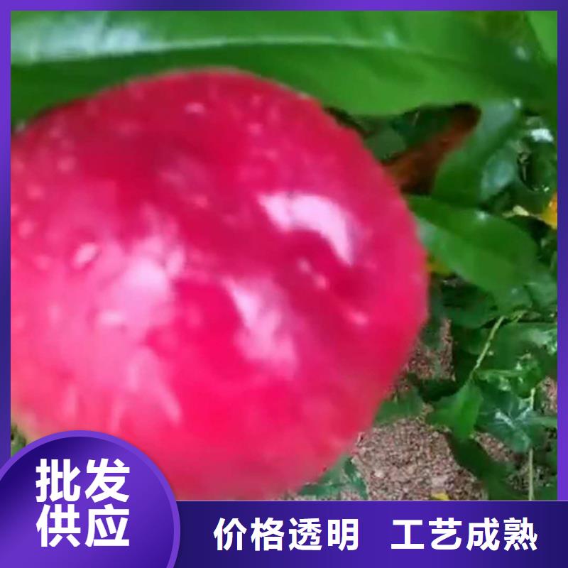 桃苹果苗专业生产N年