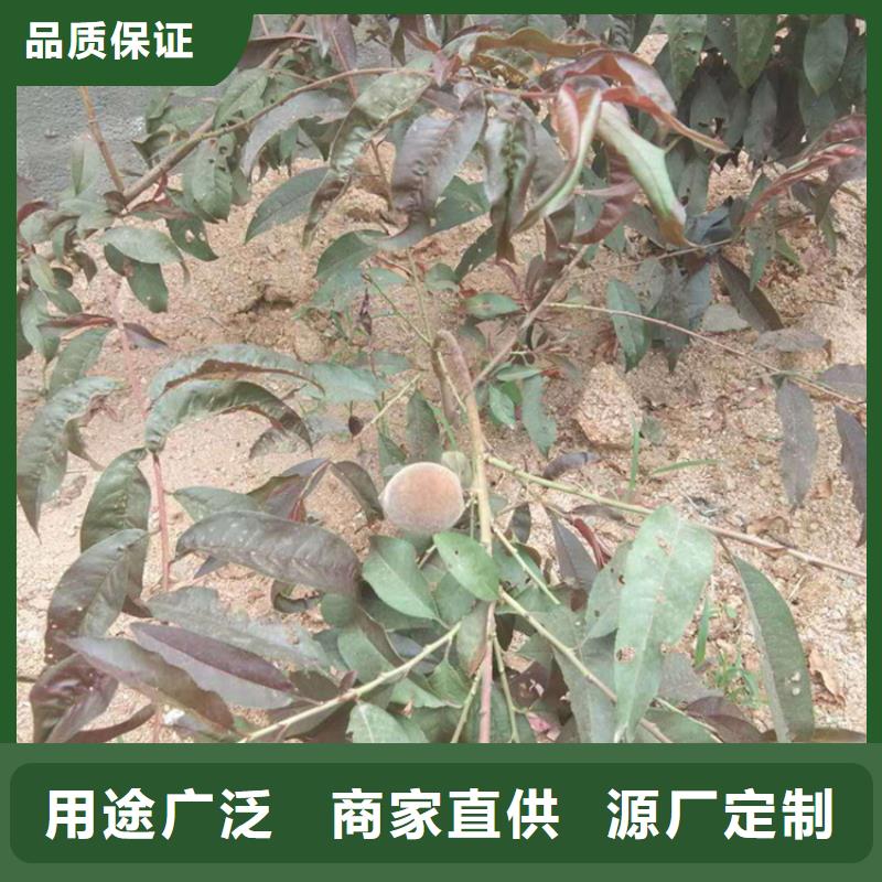 桃无花果苗质量检测