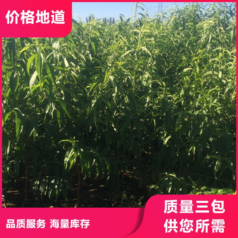 桃板栗苗好品质售后无忧