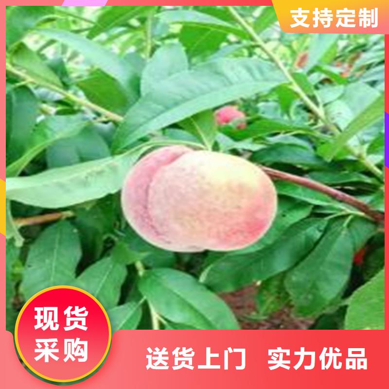 桃板栗苗好品质售后无忧