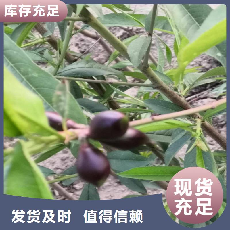 桃苹果苗定制销售售后为一体