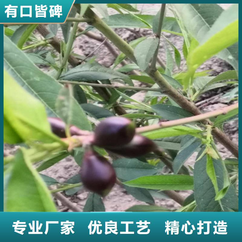 桃石榴树优选原材