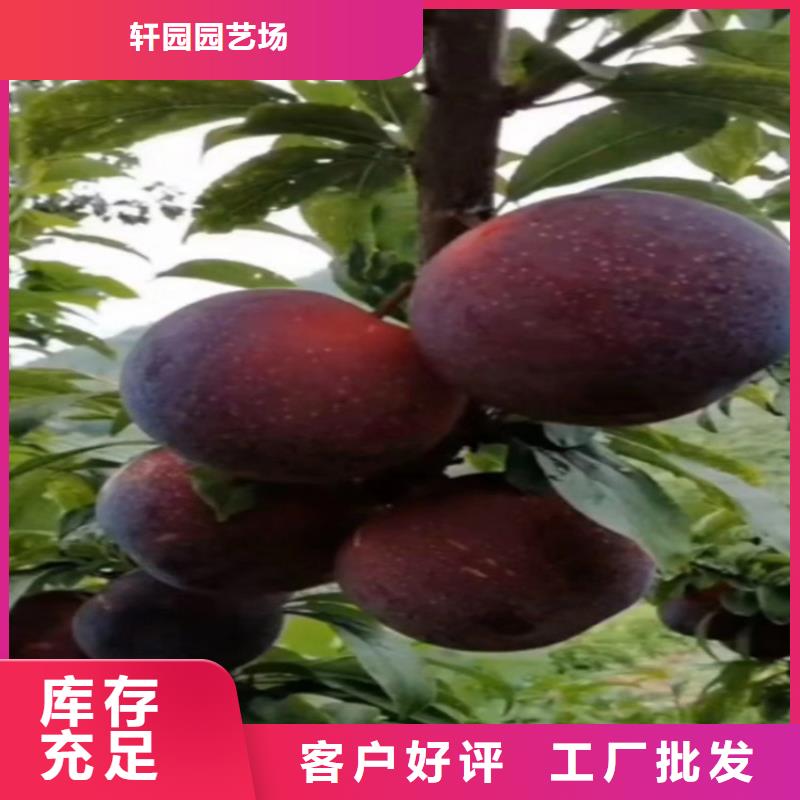 李子_奶油草莓品牌企业