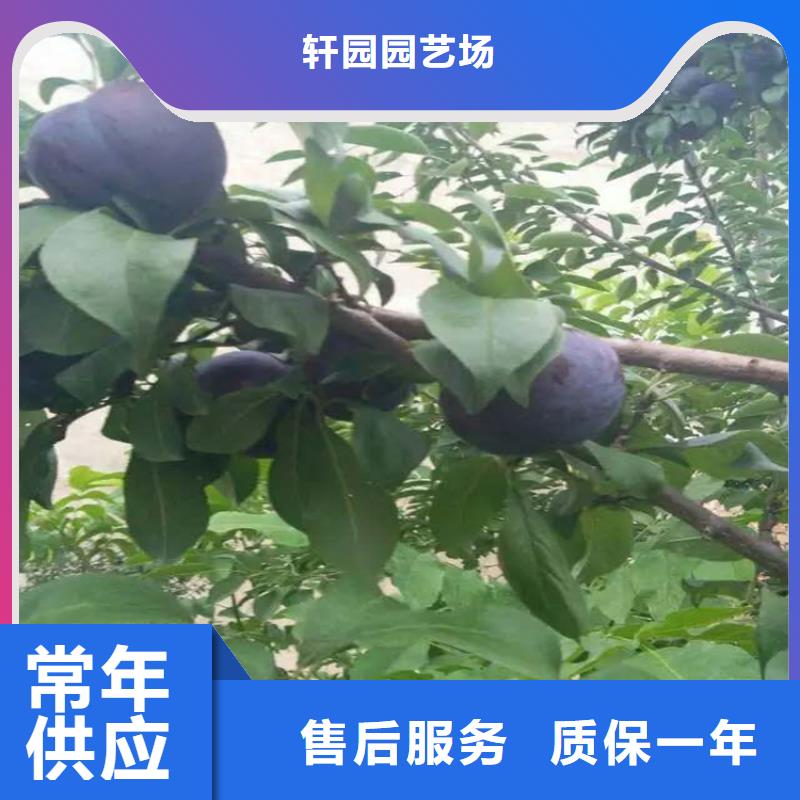 【李子】嘎啦苹果价格低