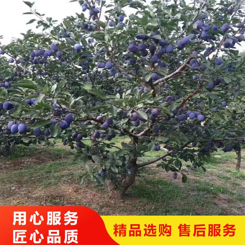 李子_奶油草莓品牌企业