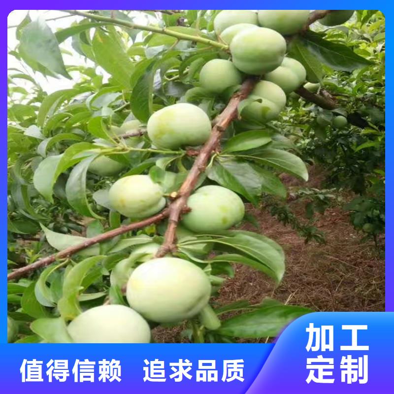 李子_奶油草莓品牌企业