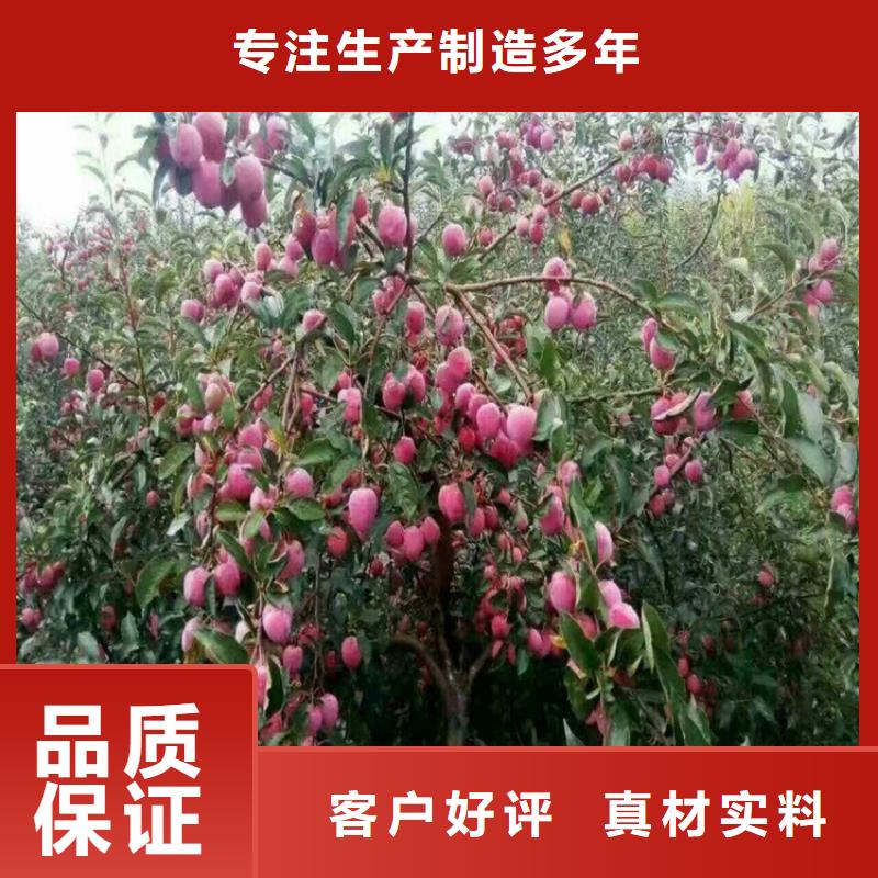 李子苹果苗精工细致打造