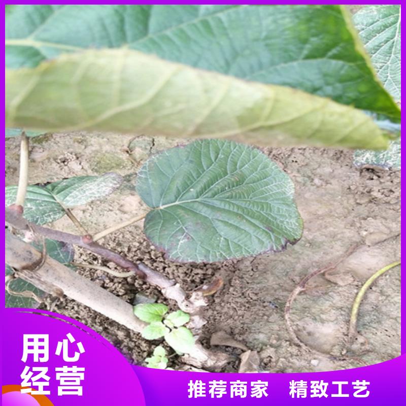 【猕猴桃】石榴树支持批发零售