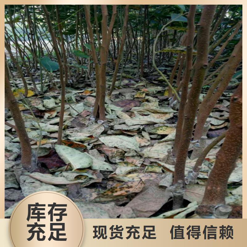 柿子苹果苗品质卓越