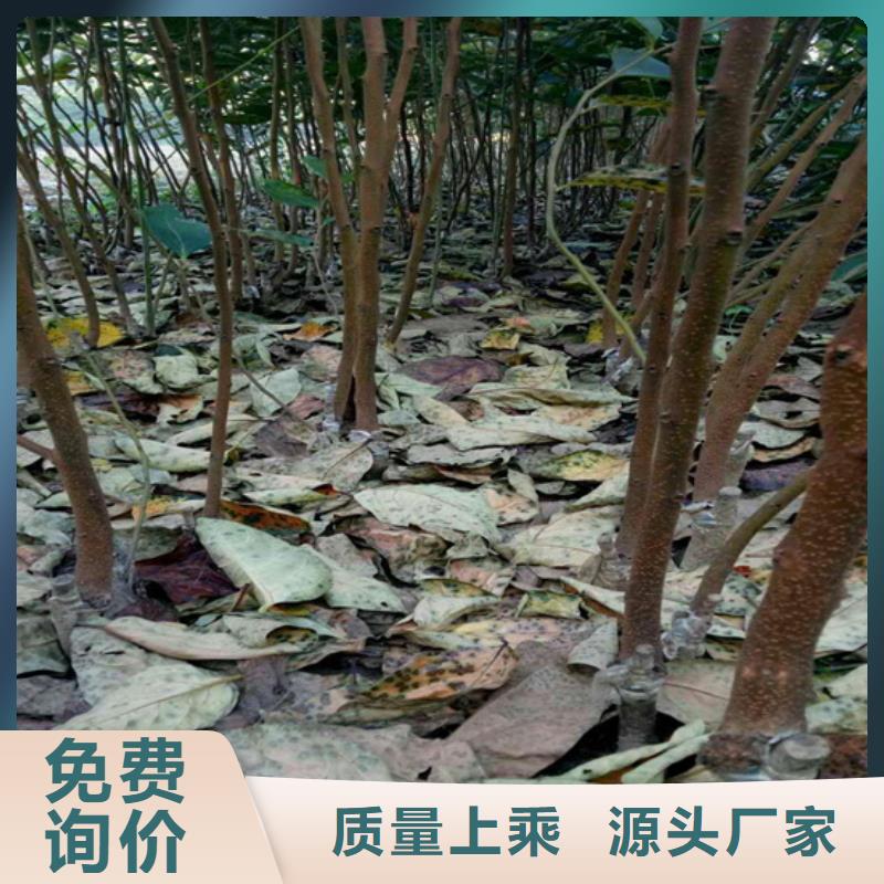 柿子桃树苗专业生产制造厂