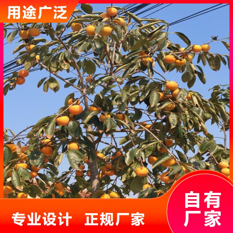 柿子_【桃树苗】货源足质量好