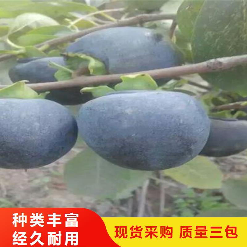 柿子樱桃苗把实惠留给您