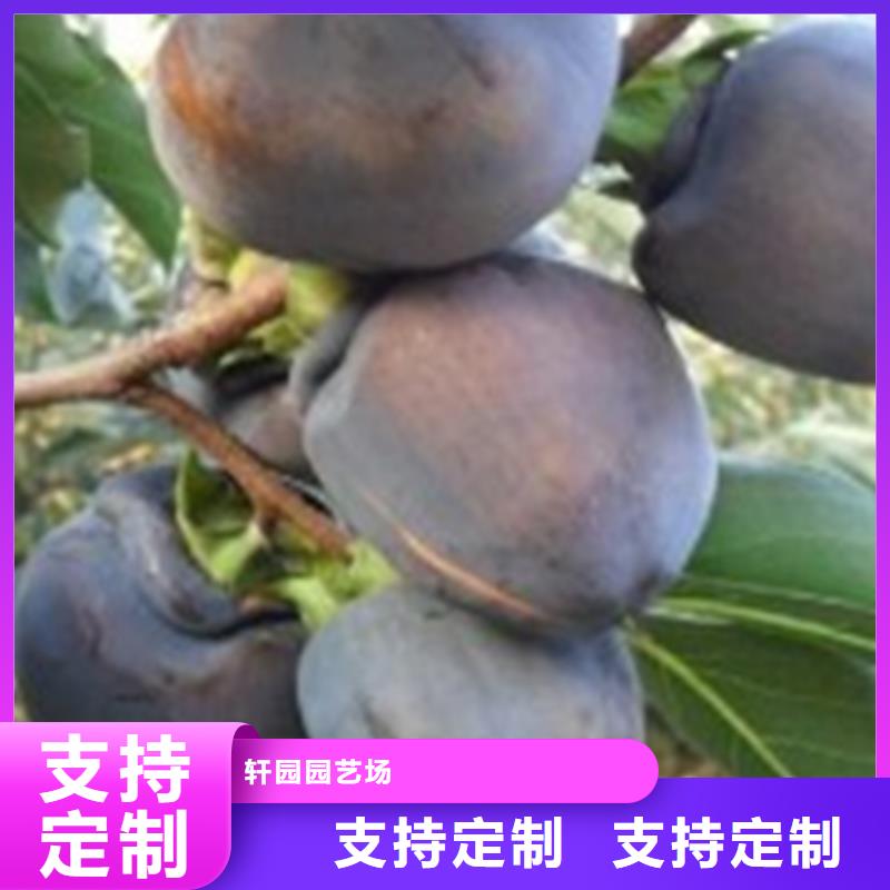 【柿子无花果苗实力工厂】