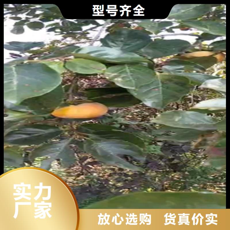 柿子李子苗量大更优惠