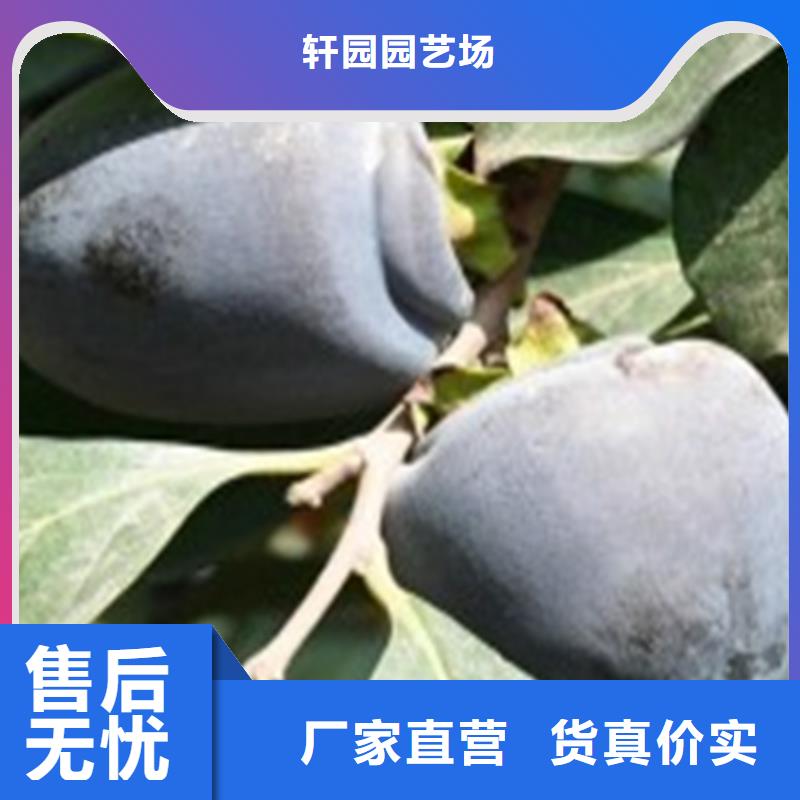 柿子蓝莓苗值得信赖