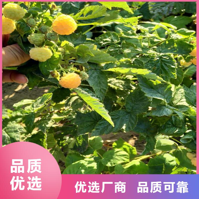 树莓【无花果苗】质量安全可靠