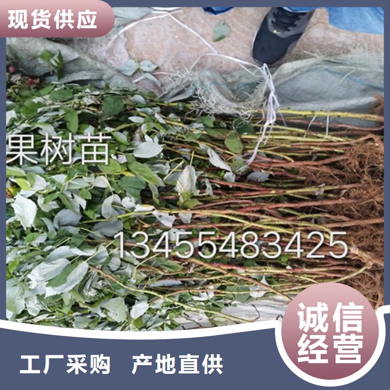 树莓【无花果苗】质量安全可靠