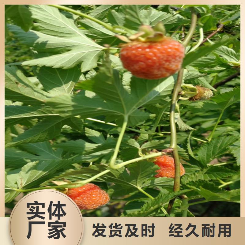 树莓梨树苗货源足质量好