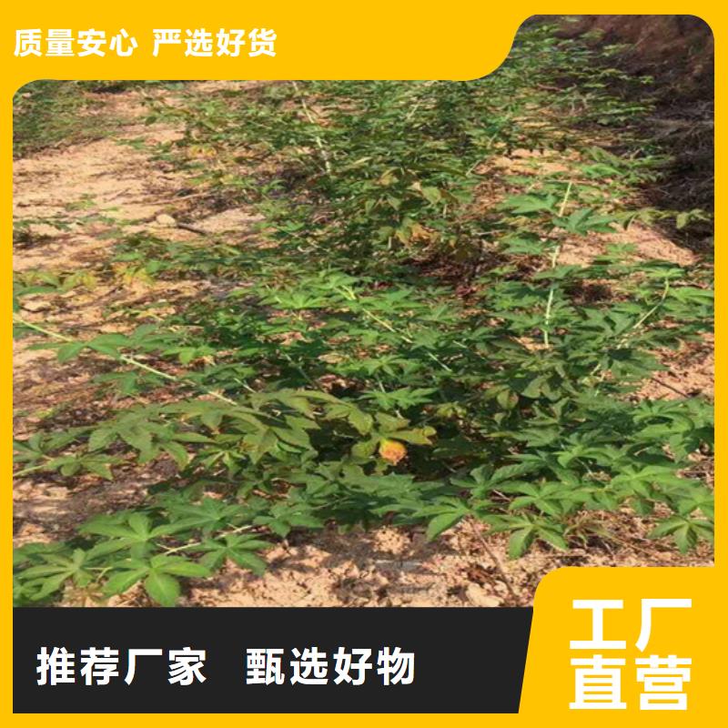 【树莓苹果苗厂家质量过硬】