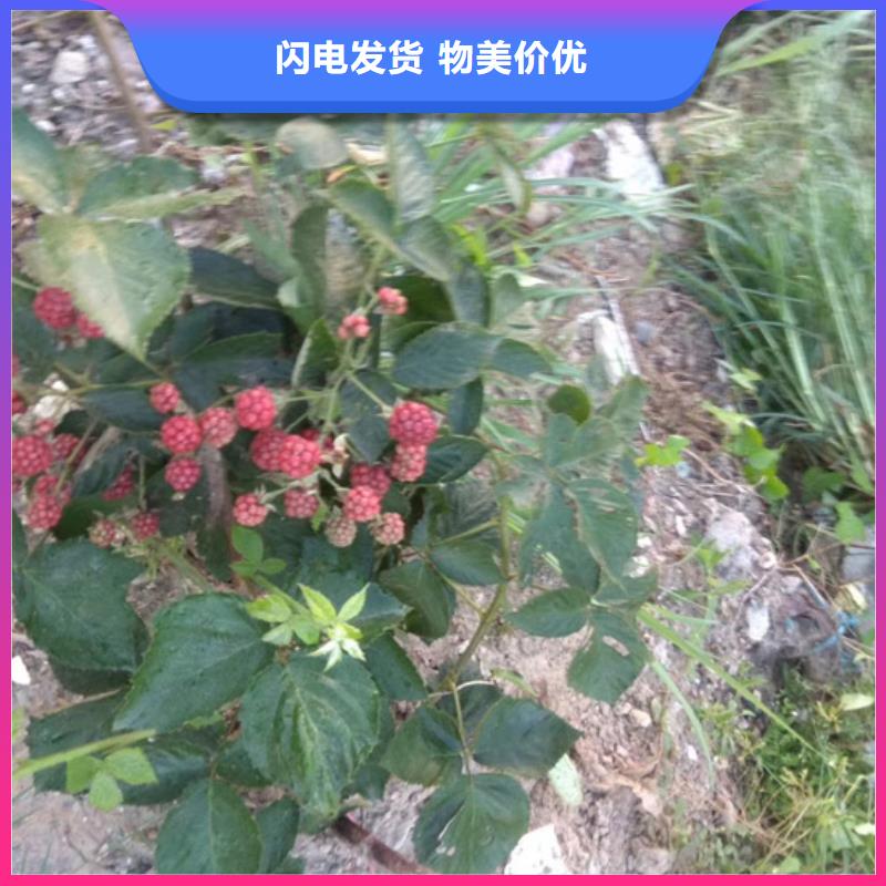 树莓【无花果苗】质量安全可靠