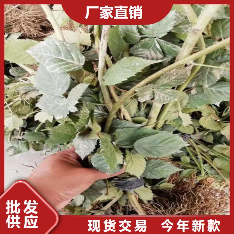 树莓苹果苗从厂家买售后有保障