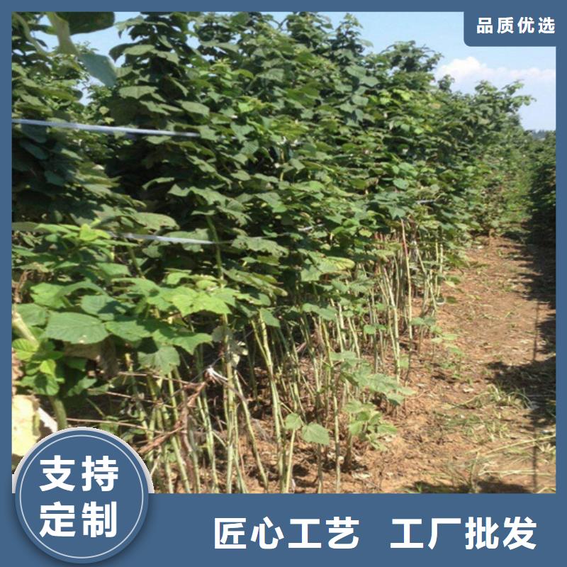 【树莓梨树苗低价货源】