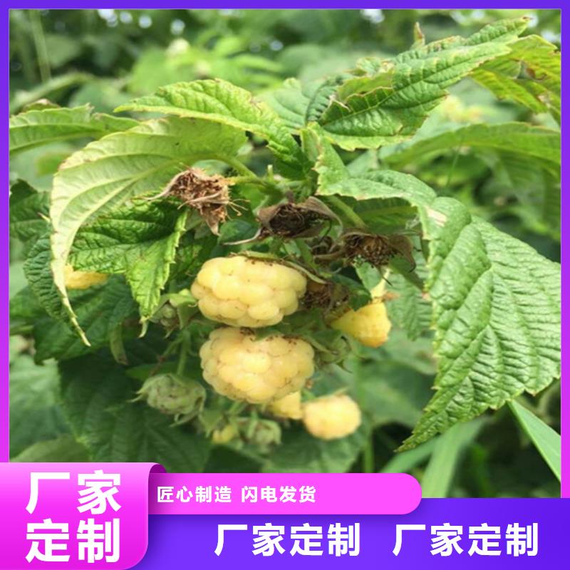 树莓【无花果苗】质量安全可靠