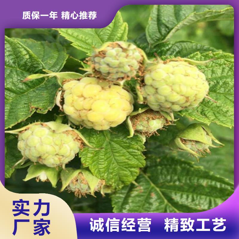 【树莓3公分软籽石榴苗快速生产】