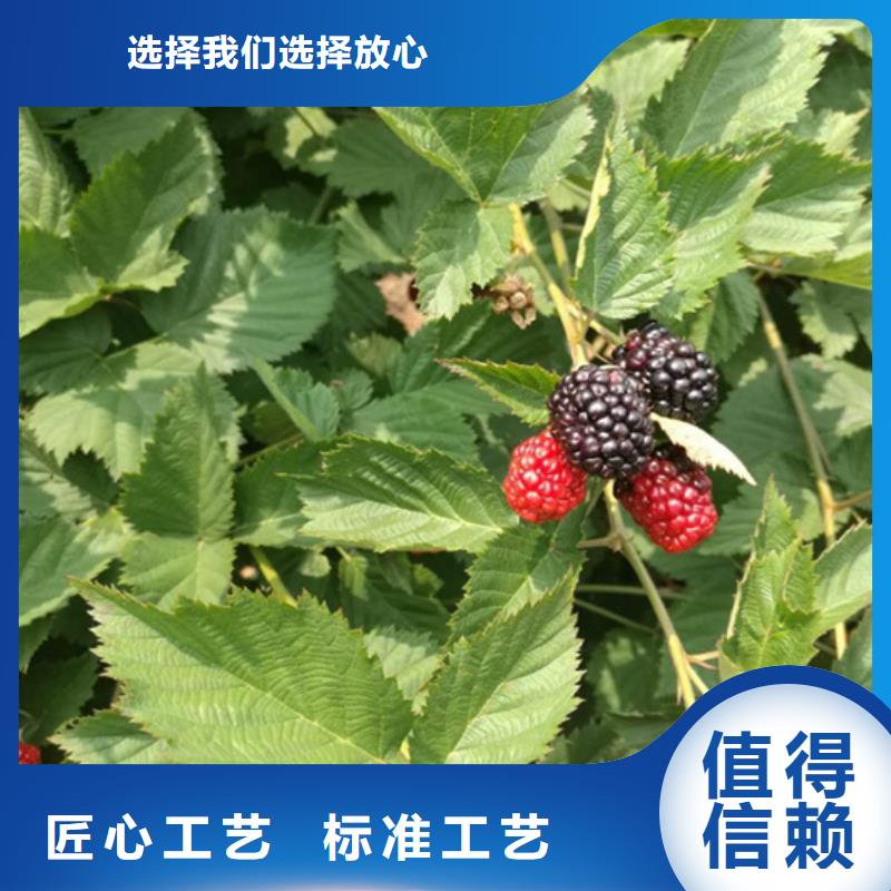 【树莓杏树苗货到付款】