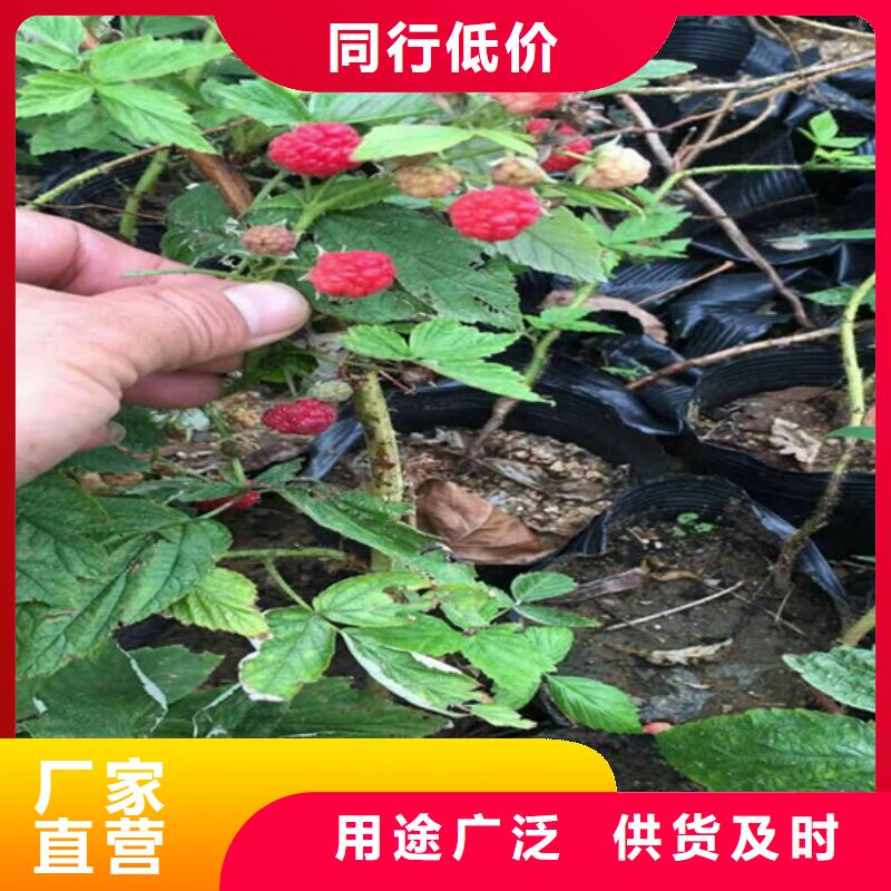 【树莓梨树苗低价货源】