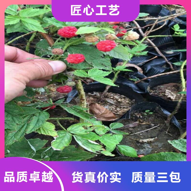 树莓【无花果苗】质量安全可靠