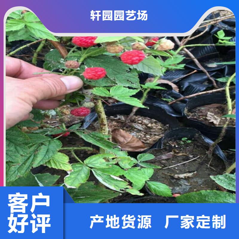 【树莓】蓝莓苗种类丰富