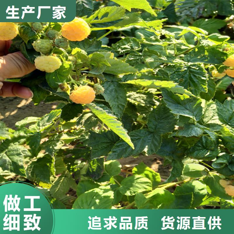 树莓,【无花果苗】可定制