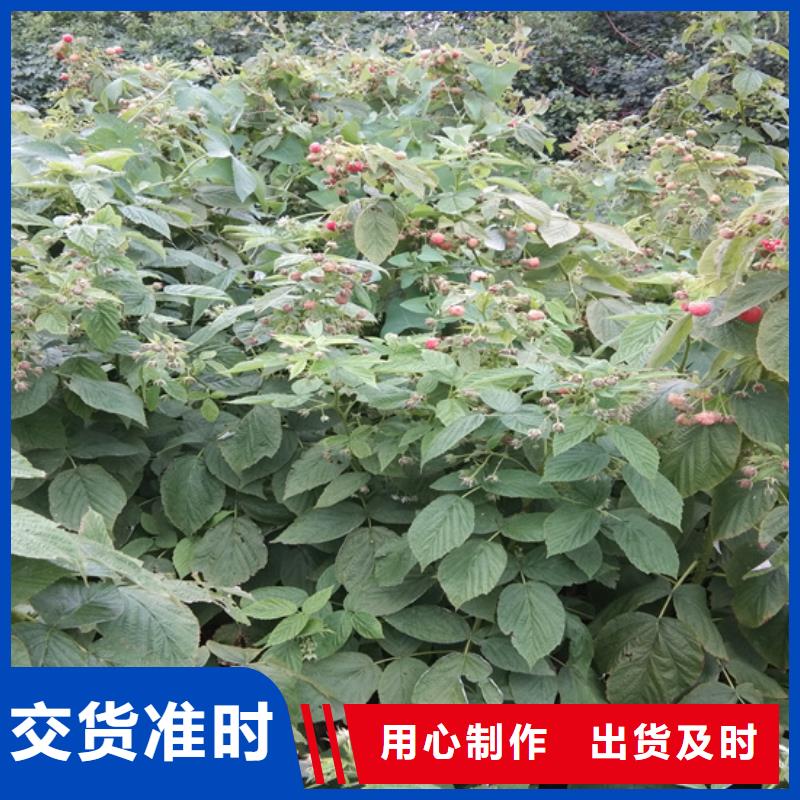 【树莓苹果苗厂家质量过硬】