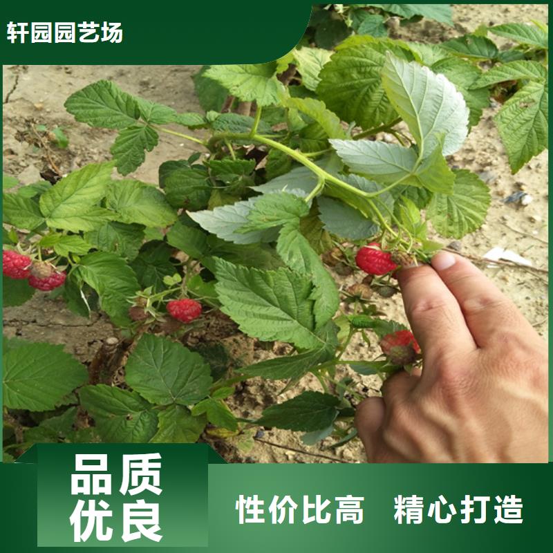 树莓无花果苗品质商家