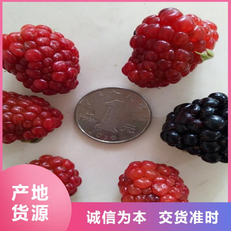 树莓无花果苗品质商家