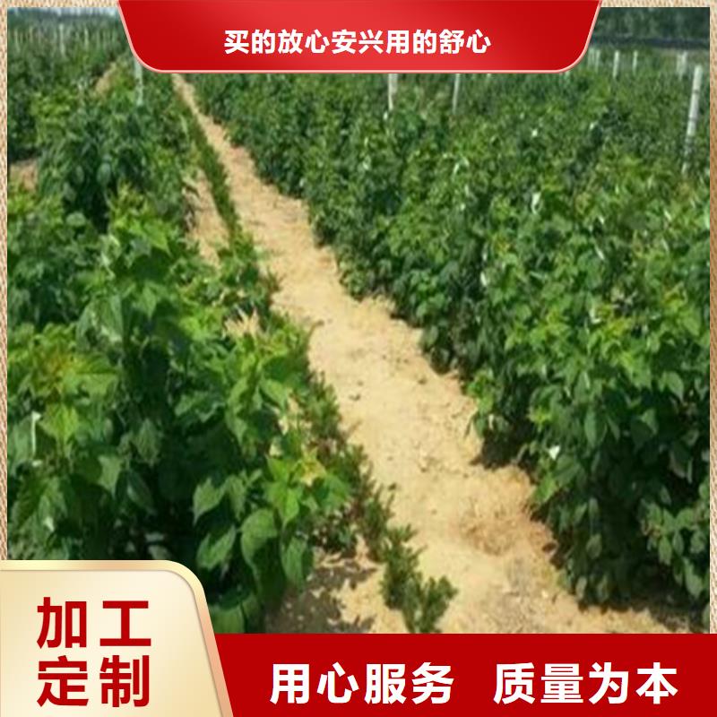 树莓【无花果苗】质量安全可靠