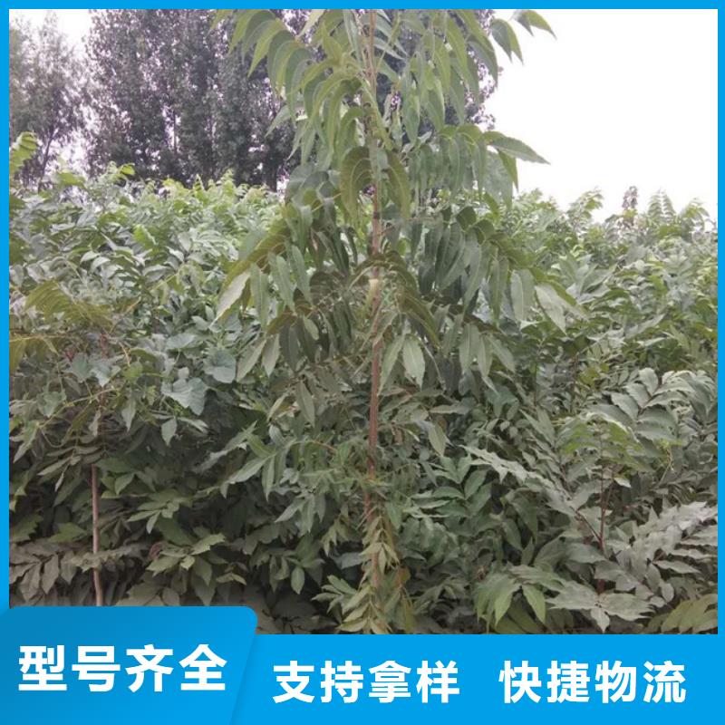 碧根果苹果苗好品质选我们