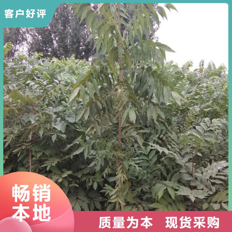 【碧根果】,玛瑙红石榴苗品质好才是硬道理