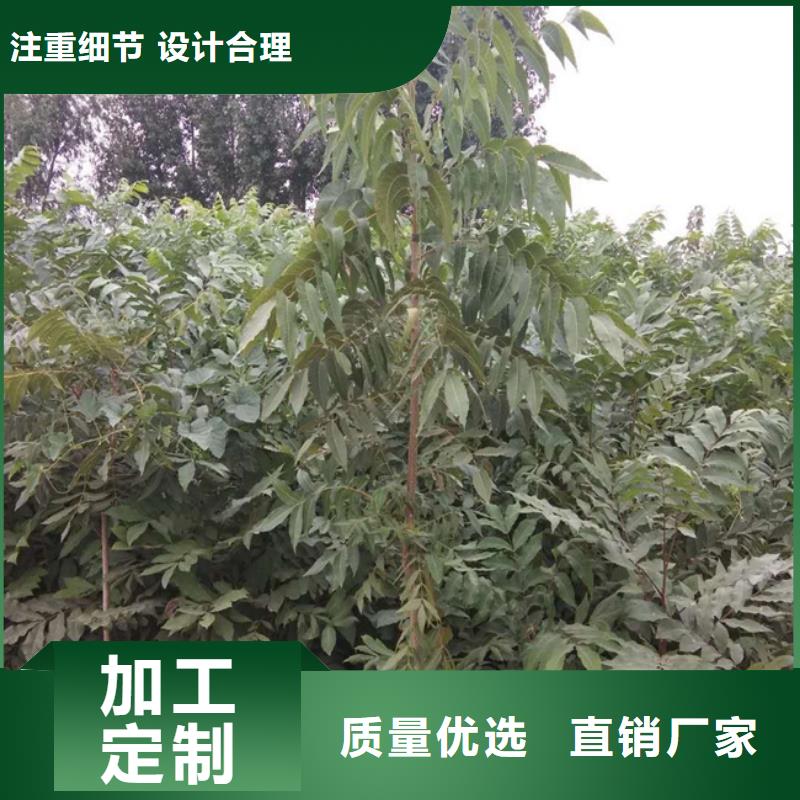 碧根果桃树苗品质好才是硬道理