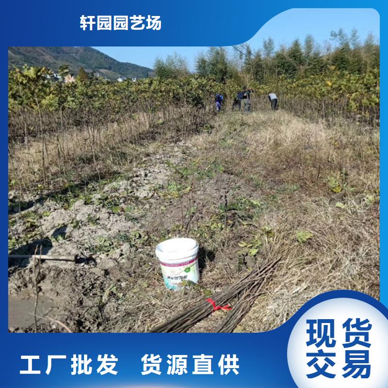 【碧根果】,玛瑙红石榴苗品质好才是硬道理