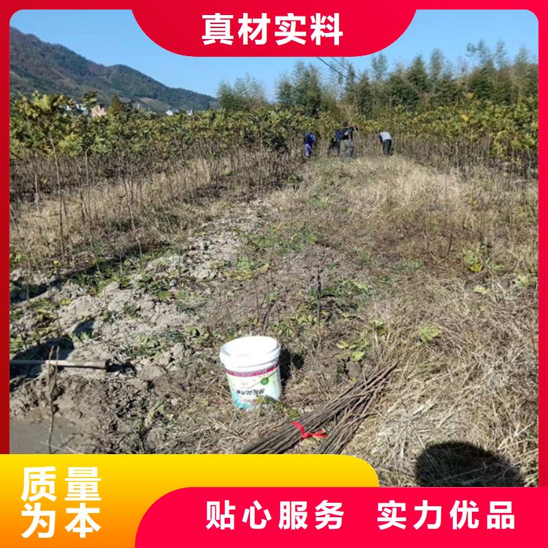 【碧根果】苹果苗优质材料厂家直销