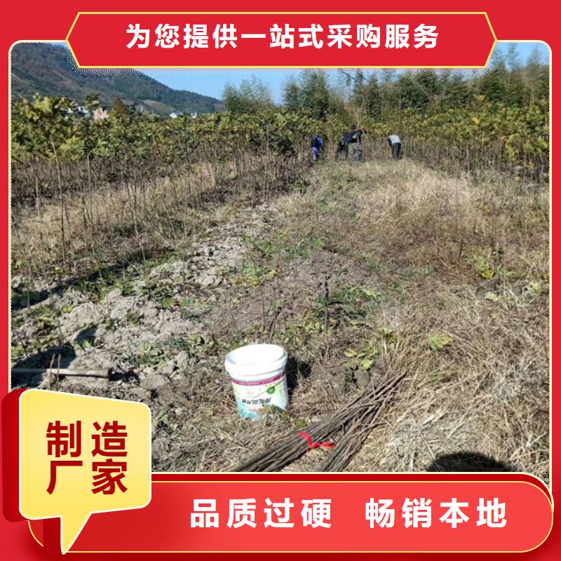 碧根果苹果苗专业按需定制