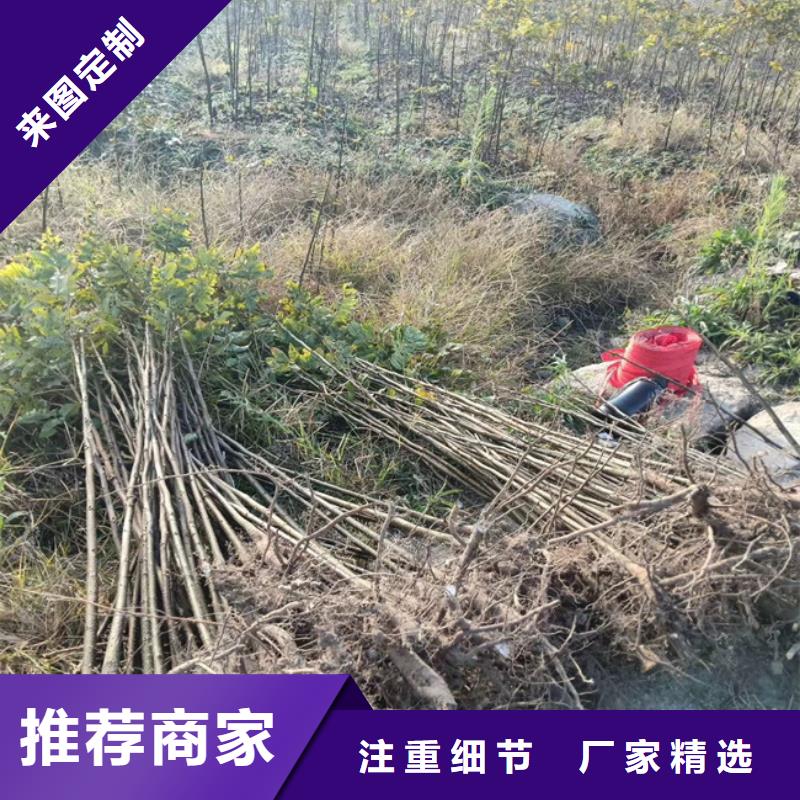 【碧根果无花果苗厂家定制】